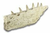 Mosasaur Jaw Section with Six Teeth - Morocco #270885-1